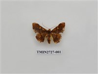 藏品(尺蛾282)的圖片